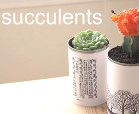 gardening, succulents, recycle, upcycle, tin cans